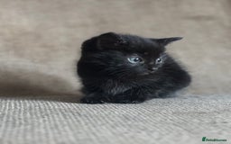 Domestic Shorthair cats for sale: Kittens - Image 4