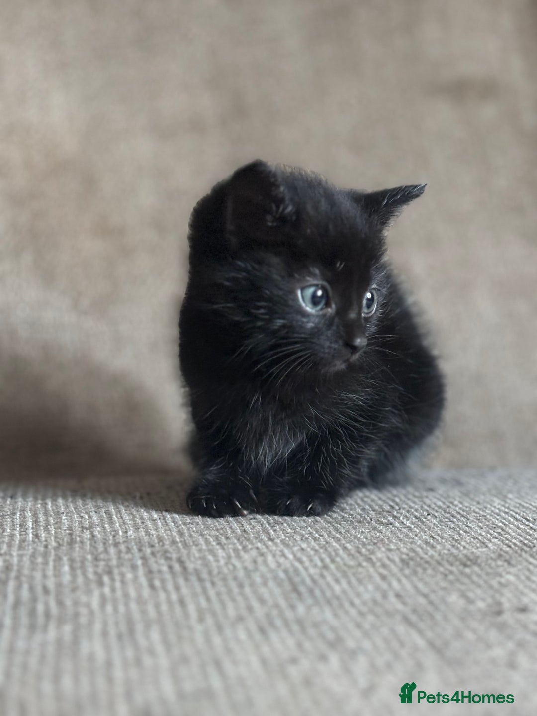 Domestic Shorthair cats for sale: Kittens - Image 4
