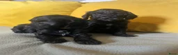 Cockapoo dogs for sale: Cockapoo puppies parents health tested  - Advert 3