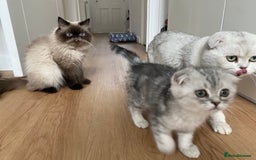 Scottish Fold cats for sale: Kittens scottish fold & Himalayan Persian mix  - Image 9