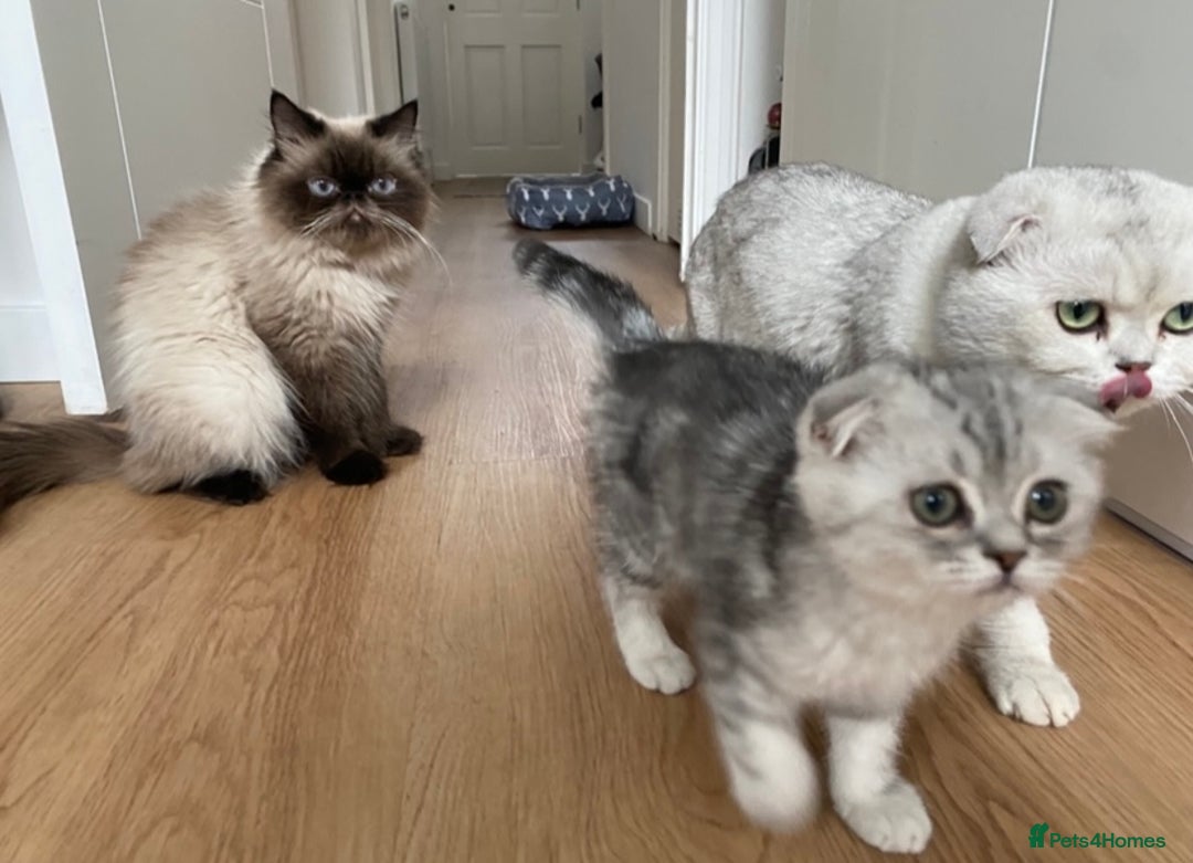 Scottish Fold cats for sale: Kittens scottish fold & Himalayan Persian mix  - Image 9