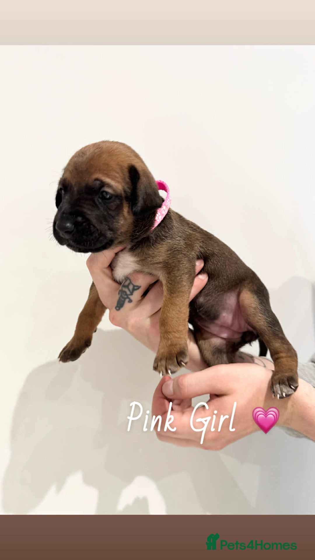 Mixed Breed dogs for sale: Doberman X XL Bully  - Image 6