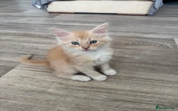 Maine Coon cats for sale: Xl Beautiful Mainecoon kittens for sale - Image 16