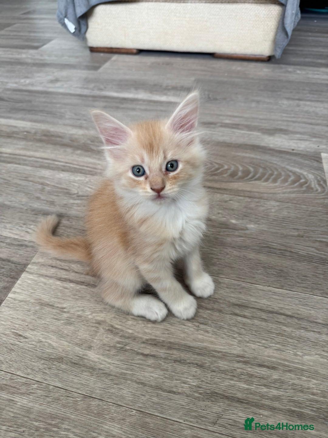 Maine Coon cats for sale: Xl Beautiful Mainecoon kittens for sale - Image 16