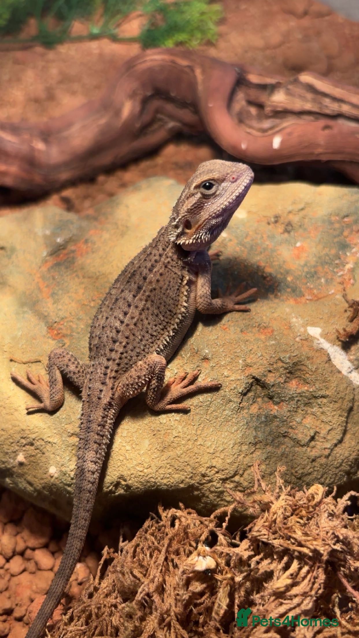 Bearded Dragon reptiles Female Gstripe bearded dragon   - Advert 4