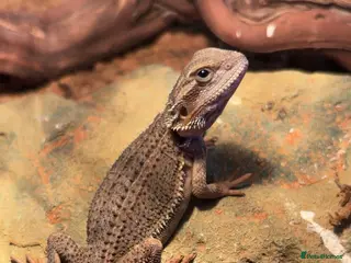 Bearded Dragon reptiles Female Gstripe bearded dragon - Advert 4