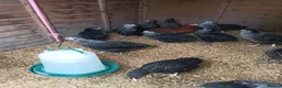 Chickens poultry for sale: POL Hybred Pullets in Swindon - Advert 4
