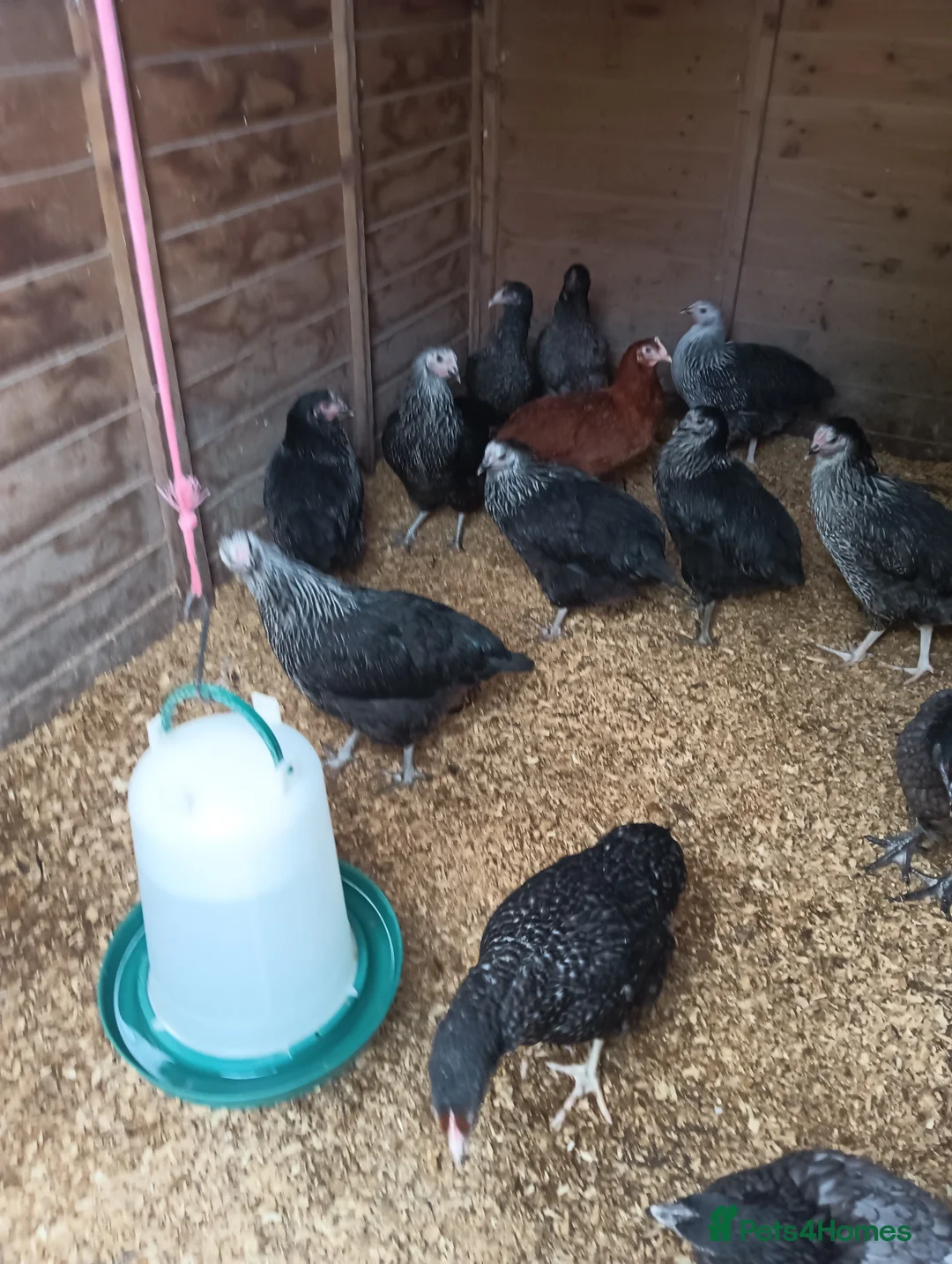 Chickens poultry for sale: POL Hybred Pullets in Swindon - Advert 4