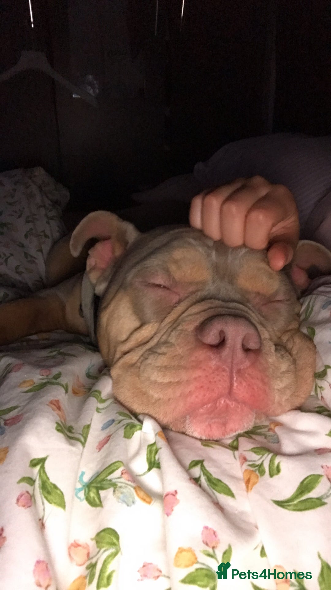 American Bully dogs for sale: Female Pocket Bully  - Image 7