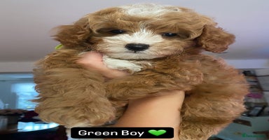 Mixed Breed dogs - Advert 9