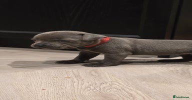 Staffordshire Bull Terrier dogs - Advert 2