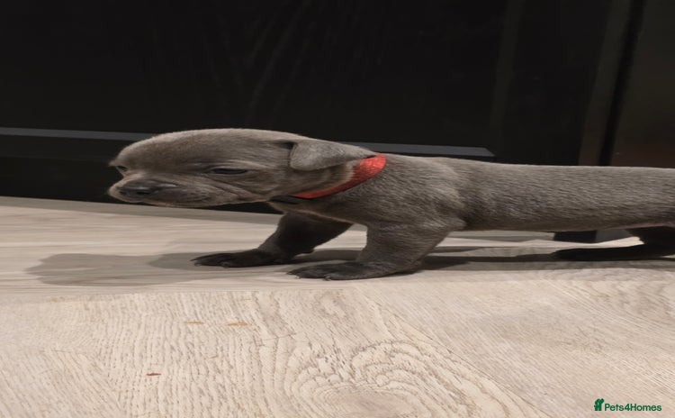 Staffordshire Bull Terrier dogs - Advert 13