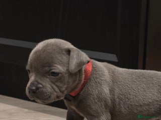 Staffordshire Bull Terrier dogs - Advert 1