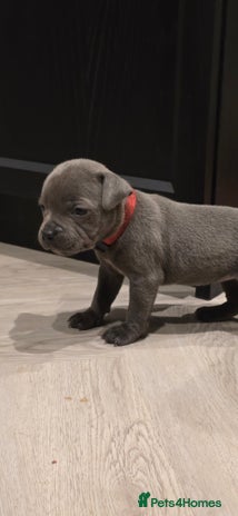 Staffordshire Bull Terrier dogs - Advert 13