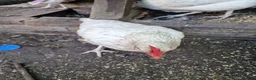 Mixed Breed poultry for sale: Chickens  in South Ockendon - Advert 2