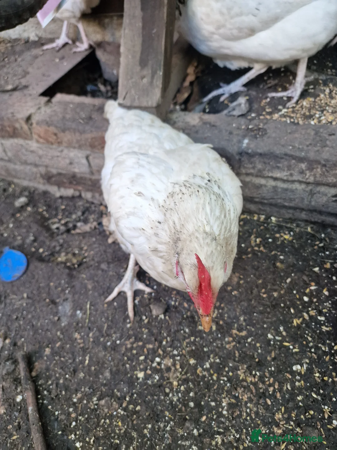 Mixed Breed poultry for sale: Chickens  in South Ockendon - Advert 2