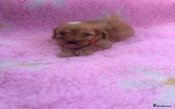 Cavapoo dogs for sale: *red cavapoos* - Image 3