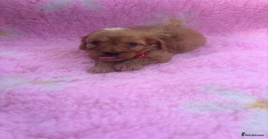 Cavapoo dogs - Advert 10