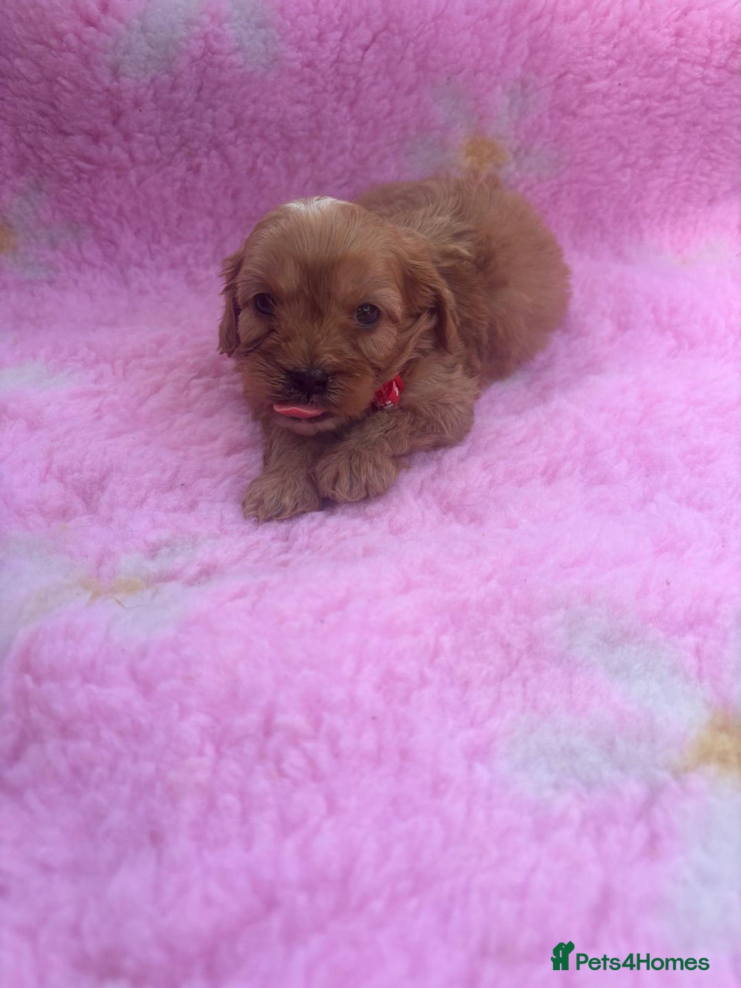 Cavapoo dogs for sale: *red cavapoos* - Image 3