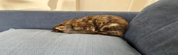 Mixed Breed cats for sale: Beautiful tortoiseshell cat - Advert 4