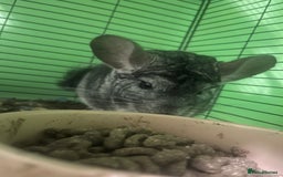 Chinchilla rodents for sale: Pair of Male Chinchillas - Image 1