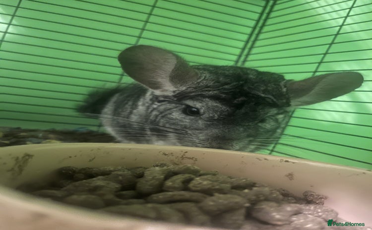 Chinchilla rodents - Advert 1