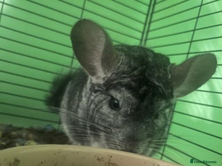 Chinchilla rodents - Advert 29