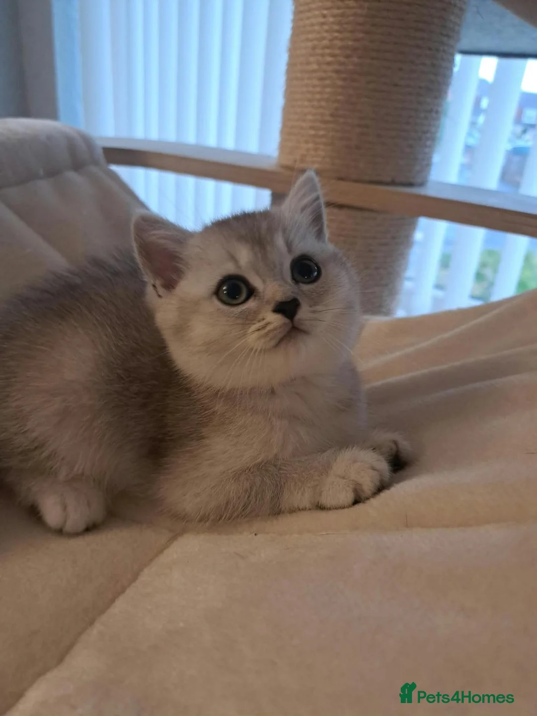 British Longhair cats for sale: Gorgeous BLH&BSH kittens in Tipton - Advert 2