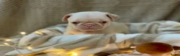 Pug dogs for sale: Boys Boys Boys!! Gorgeous litter of handsome males in Kidderminster - Advert 28