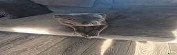 Staffordshire Bull Terrier dogs for sale: Blue staffordshire bull terriers - Advert 7