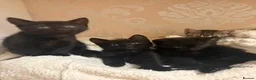 Mixed Breed cats for sale: 2 Black Girl Kittens - Advert 5