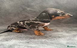 Dachshund dogs for sale: Miniature dachshund  - Image 15