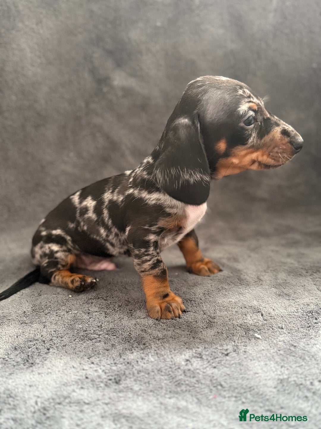 Dachshund dogs for sale: Miniature dachshund  - Image 15