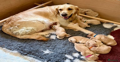 Golden Retriever dogs - Advert 14