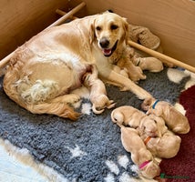 Golden Retriever dogs - Advert 3