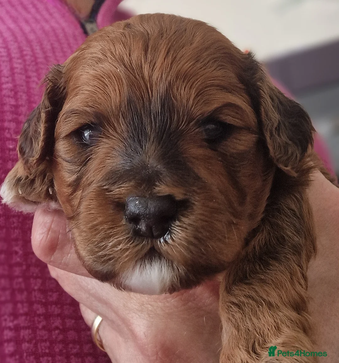 Cavachon dogs for sale: Gorgeous litter cavapoochon puppies  - Advert 1