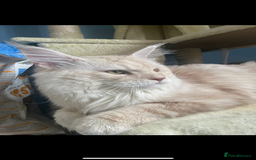 Maine Coon cats for stud: 🏆🏆INTERNATIONAL CHAMPION LINE TICA STUD🏆🏆 - Image 5