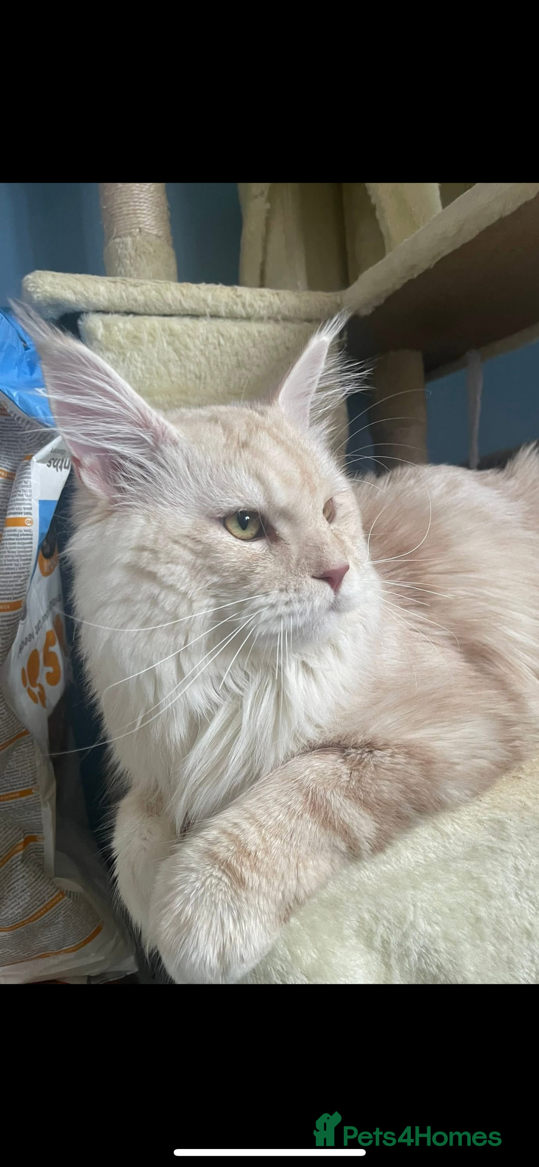 Maine Coon cats for stud: 🏆🏆INTERNATIONAL CHAMPION LINE TICA STUD🏆🏆 - Image 5