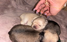 Pug dogs for sale: Beautiful kc registered Pug puppies - Image 3