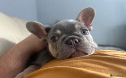 French Bulldog dogs for sale: *READY TO LEAVE* stunning lilac/tan girl frenchie - Image 1