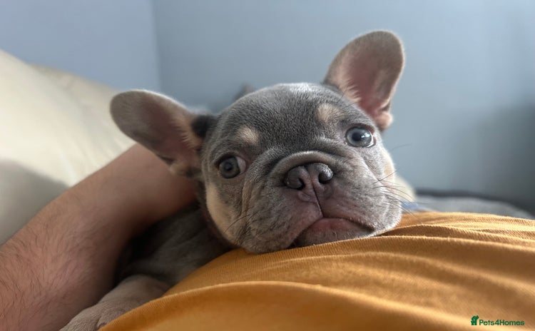 French Bulldog dogs - Advert 3