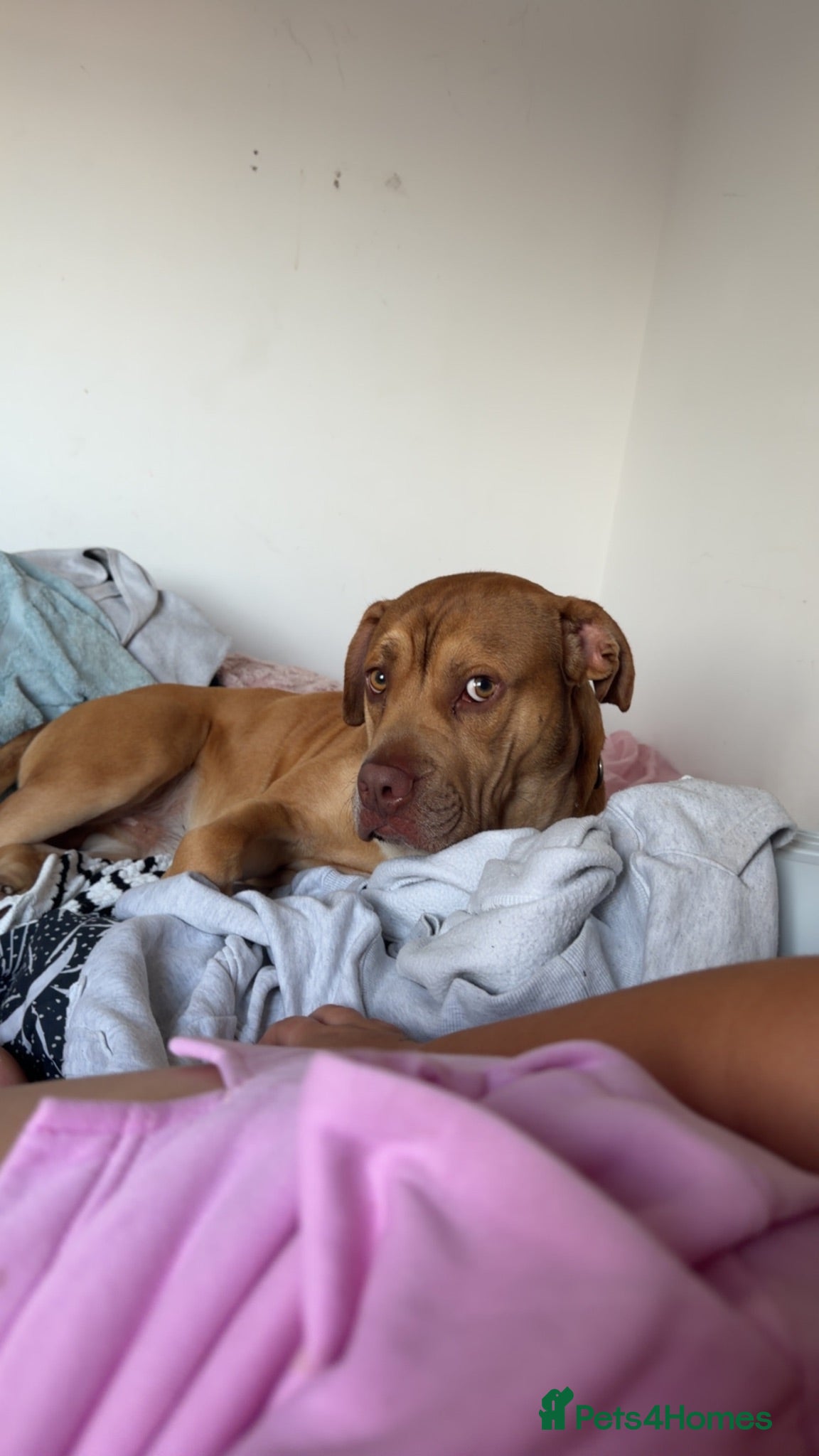 Mixed Breed dogs Tyson - Advert 1