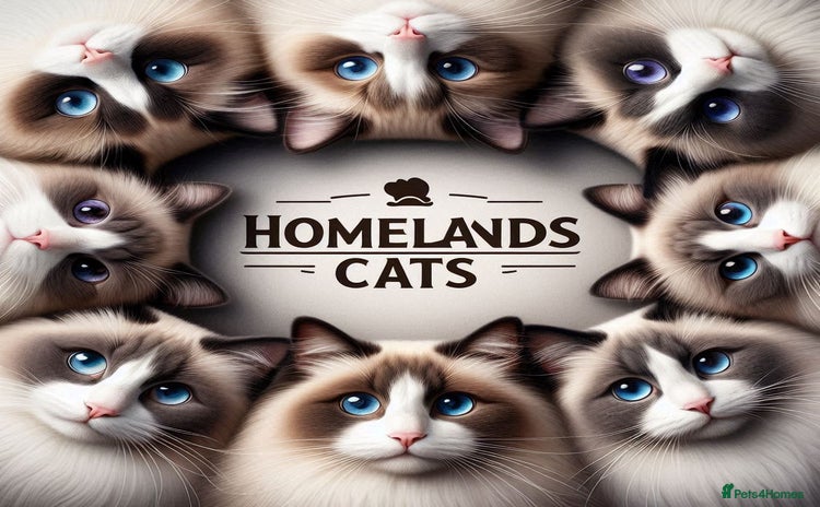 Ragdoll cats - Advert 1