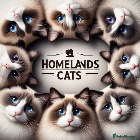 Ragdoll cats - Advert 1