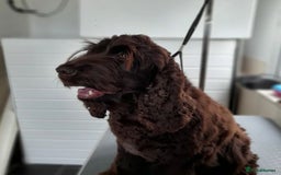 Cocker Spaniel dogs for sale: Show cocker spaniel girl  - Image 4