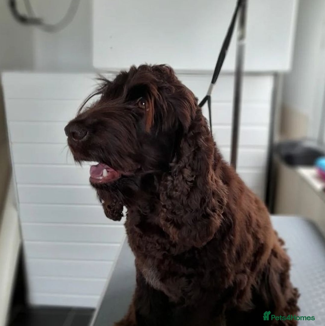 Cocker Spaniel dogs for sale: Show cocker spaniel girl  - Image 4
