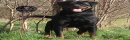 Rottweiler dogs for sale: Outstanding Rottweiler Litter Of 6 Beautiful Boys - Advert 12