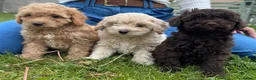 Cavapoo dogs for sale: F2 cavapoo boys  - Advert 7