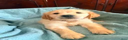 Golden Retriever dogs for sale: KC Registered Golden Retriever puppies - Advert 6