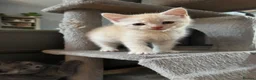 Exotic cats for sale: Adorable kittens in Bolton - Advert 17